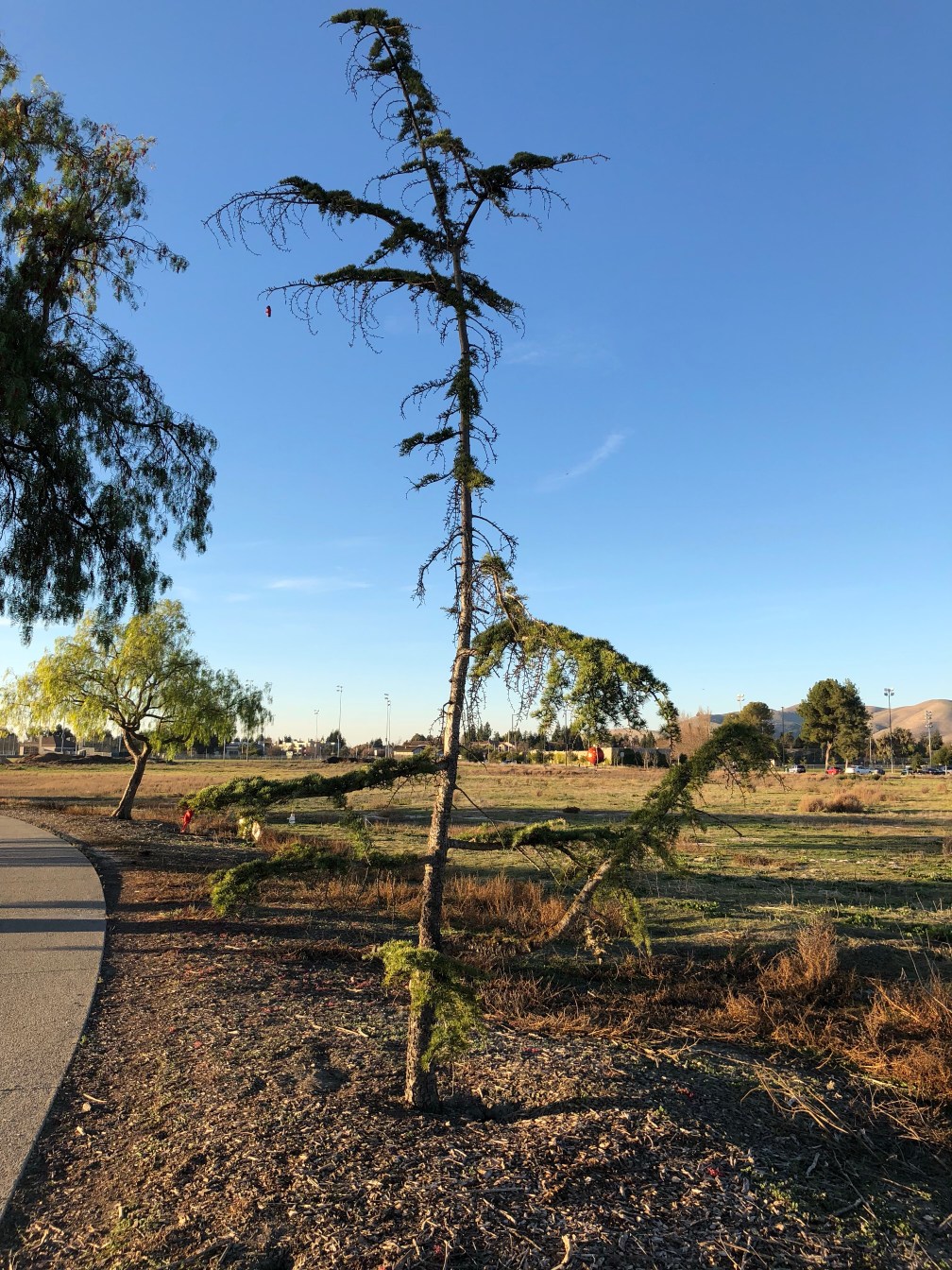 This little pine has the holiday spirit!