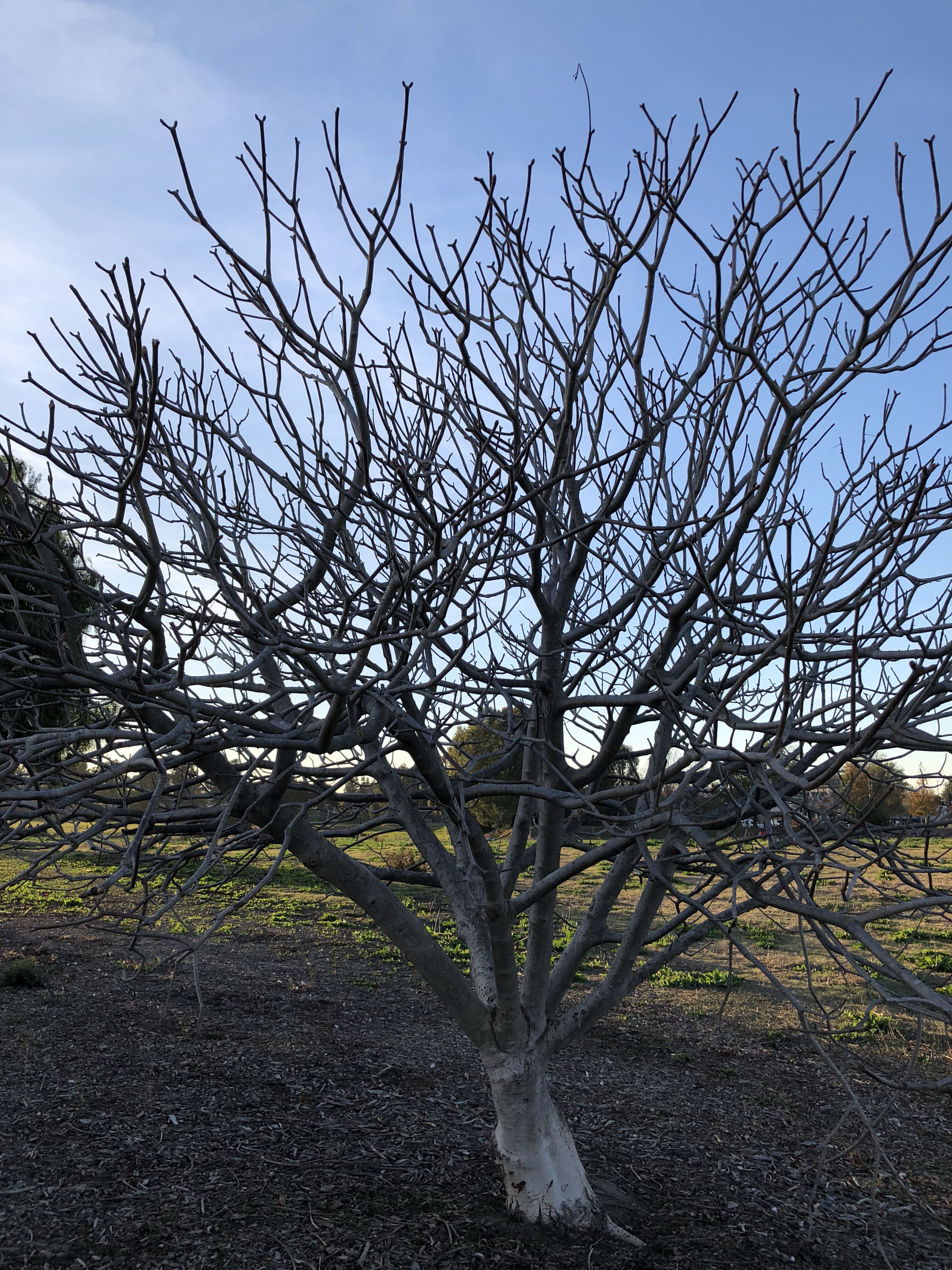 This winter tree felt so serene.