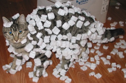 Gray tabby cat covered in styrofoam 