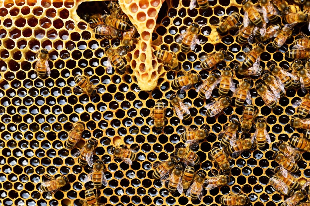 Honeybees on a honeycomb